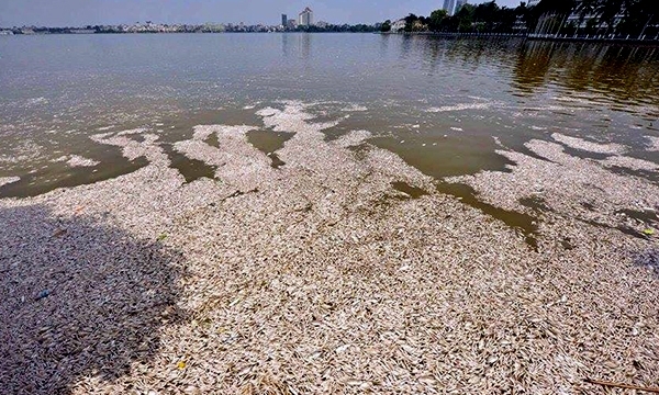 Thủ tướng Nguyễn Xuân Phúc nghiêm cấm sử dụng cá chết ở Hồ Tây
